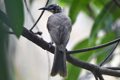 Philemon argenticeps