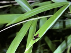 Conocephalus melaenus