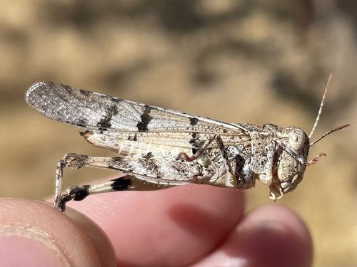 iNaturalist observation photo of California Rose-winged Grasshopper