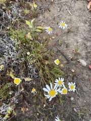 Brachyscome smithwhitei