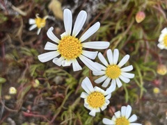 Brachyscome smithwhitei