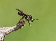 Cerotainia macrocera