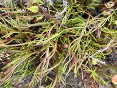 Brachyscome smithwhitei