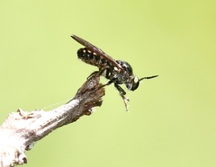 Cerotainia macrocera