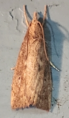 Thopeutis forbesellus