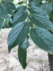 Celtis sinensis