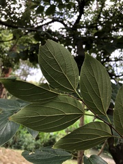Celtis sinensis