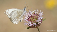 Anthocharis lanceolata