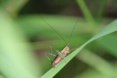 Conocephalus attenuatus