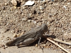 Lactista gibbosus