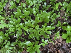 Erigeron pulchellus pulchellus