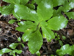 Erigeron pulchellus pulchellus