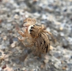 Habronattus texanus