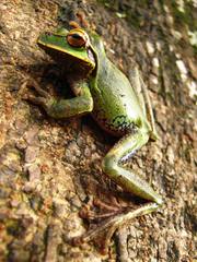 Smilisca cyanosticta