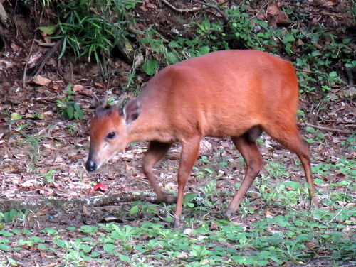 Red Forest Duiker