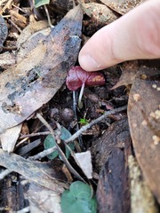 Corybas aconitiflorus