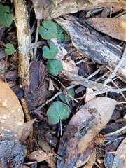 Corybas aconitiflorus