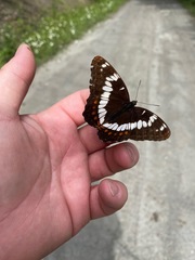 Limenitis lorquini burrisoni
