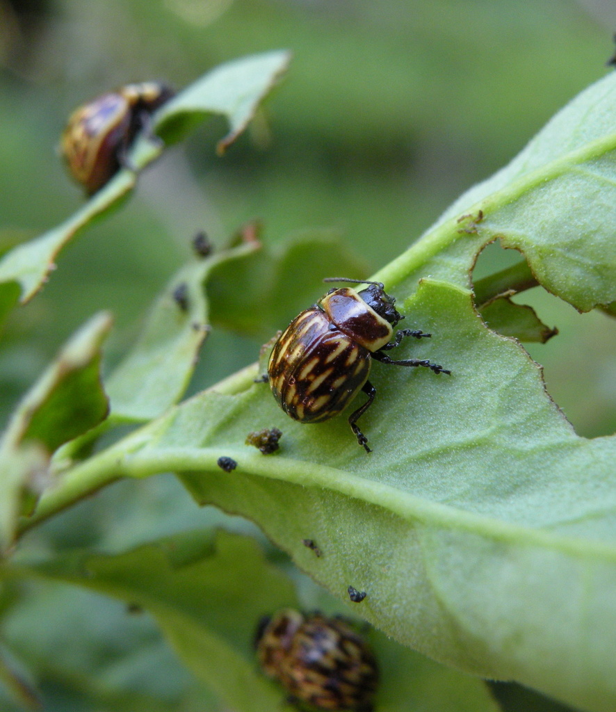 limpiaplata (Naturaleza en el Refugio del Agua-Mallín de Barrio Norte-VLA)  · iNaturalist