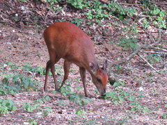 Cephalophorus natalensis natalensis