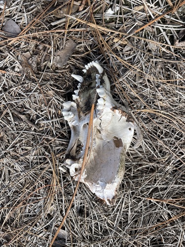 Canis lupus familiaris image