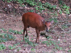 Cephalophorus natalensis natalensis