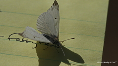 Anthocharis lanceolata