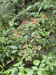 Embothrium coccineum