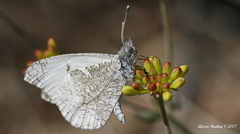 Anthocharis lanceolata