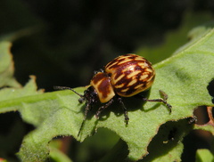 Strichosa eburata