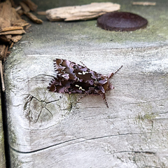 Autographa corusca