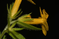 Lithospermum caroliniense croceum