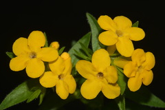 Lithospermum caroliniense croceum
