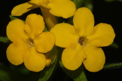 Lithospermum caroliniense croceum