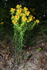 Lithospermum caroliniense croceum