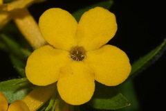 Lithospermum caroliniense croceum
