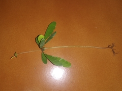 Biophytum sensitivum