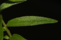 Lithospermum caroliniense croceum