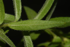 Lithospermum caroliniense croceum