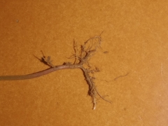 Biophytum sensitivum