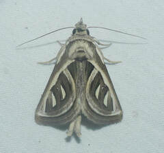 Lemairegisa grammodes