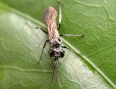 Liris subtessellatus