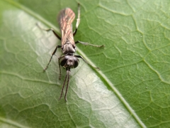 Liris subtessellatus