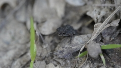 Anaxyrus