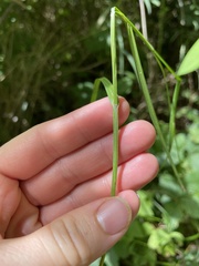 Carex cephaloidea