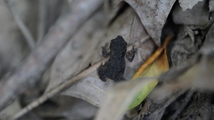 Anaxyrus