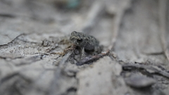 Anaxyrus