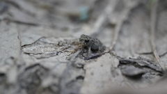 Anaxyrus