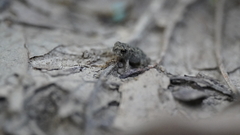 Anaxyrus
