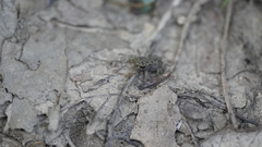 Anaxyrus